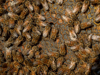 bees producing honey in the beehive
