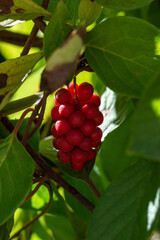 Ripe red lemongrass berries. Herbs..