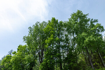 Fototapeta premium Trees growing on a hill in windy weather