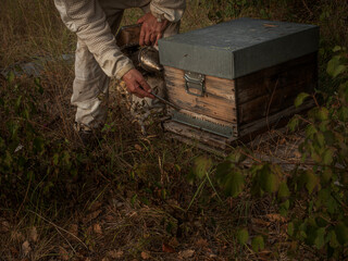 beekeeper smoking bees to open the hive