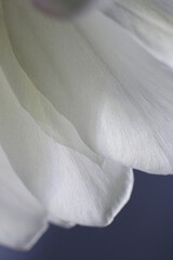 Night blooming large white flower head of Dutchman's Pipe, closeup macro photography.