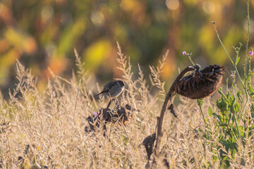 Sparrows forage on a faded sunflower with many seeds in a sunflower field