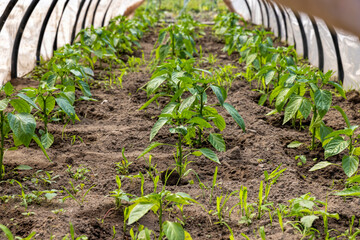 growing peppers in a homemade greenhouse