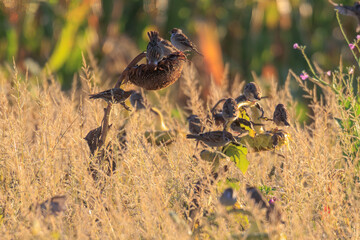 Sparrows forage on a faded sunflower with many seeds in a sunflower field