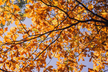 Oak branches with autumn foliage on a clear sky background
