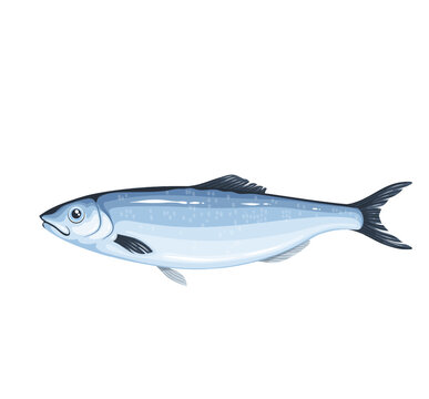 Herring vector illustration. Cartoon isolated underwater sea or ocean fish, saltwater marine product of fishing and aquaculture, whole raw silver herring iwashi with head and tail for cooking