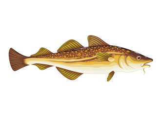 Codfish vector illustration. Cartoon isolated underwater cod fish from sea or ocean, atlantic wild animal and aquaculture food product of commercial fishery, fresh and healthy seafood menu object