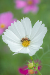 Obraz premium Autumn flowers, the day I stopped by the cosmos field.