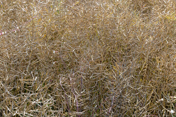 Cultivation of rapeseed in agriculture