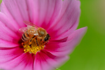 Autumn flowers, the day I stopped by the cosmos field.