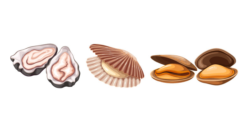 Shellfish in seashells set vector illustration. Cartoon isolated sea and ocean animals with shell, exotic bivalve mollusk and seafood collection with scallop, oyster and mussels food ingredients