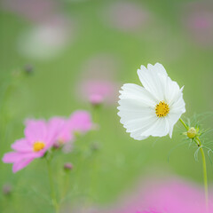 Autumn flowers, the day I stopped by the cosmos field.