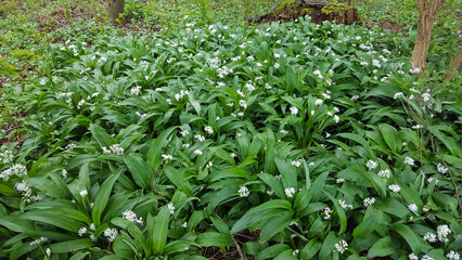Obraz premium Group of Wild garlic (allium ursinum)