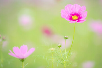 Autumn flowers, the day I stopped by the cosmos field.