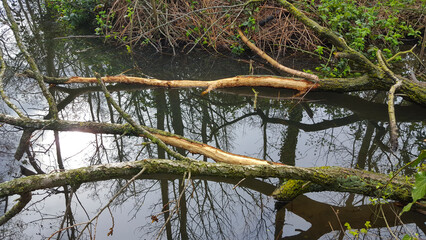 Branches in water; bark peeled off by European beavers