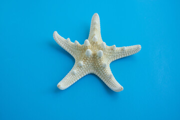 Star fish on blue background