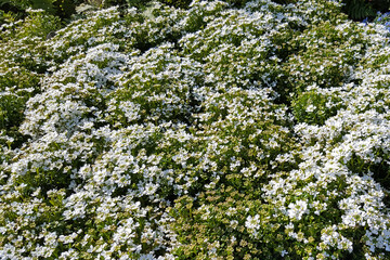 Evergreen candytuft or perennial candytuft (Iberis sempervirens)