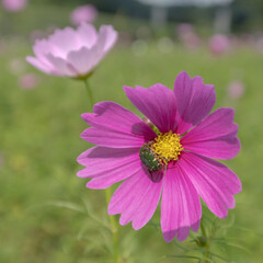 Obraz premium Autumn flowers, the day I stopped by the cosmos field.
