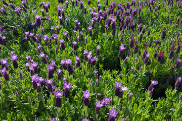 Spanish lavender or Topped lavender  or French lavender (Lavandula stoechas)