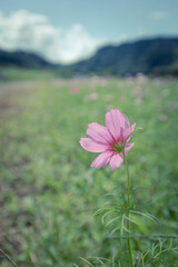 Fototapeta premium Autumn flowers, the day I stopped by the cosmos field.