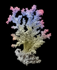 Naklejka premium Coral isolated on black background