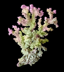 Coral isolated on black background © Dmitry