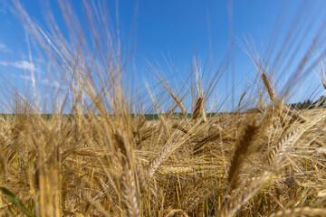 ripe wheat harvest in summer