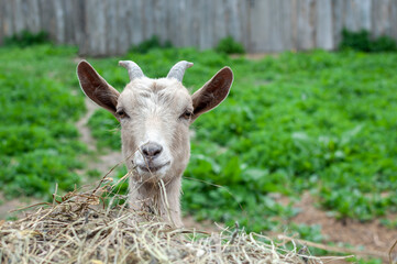 cute goat cub looks at the camera.white baby horn on farm. mammal domestic animal on green field close up