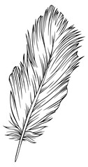 Png feather. Hand drawn. Vintage art illustration