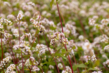 Agricultural field with blooming buckwheat in cloudy weather