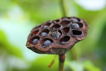 lotus seeds 