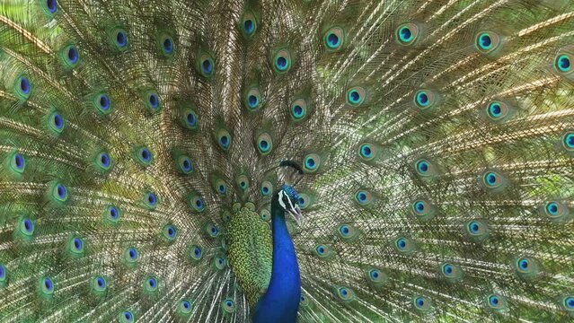 closeup shot of Indian peafowl male peacock or Pavo cristatus dancing with full colorful wingspan to attracts female partners for mating at ranthambore national park forest reserve rajasthan india