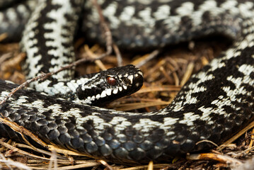 Common European adder or common European viper (Vipera berus) male closeup.