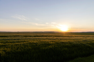 Sunset on an agricultural field in the summer