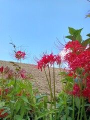 彼岸花