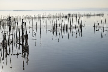 Lagoon with sticks and birds in sight, tradicional fishing in the lagoon os Valencia. Spain