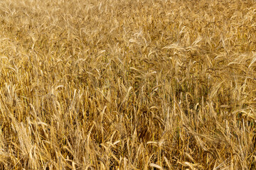 ripe wheat harvest in summer