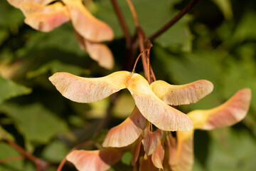 Maple tree seed