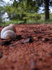 snail on the sand
