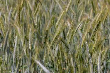 A field with unripe wheat in the summer season