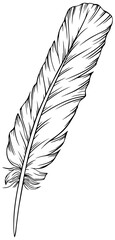 Png feather. Hand drawn. Vintage art illustration