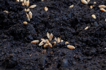 Fertile soil in which wheat seeds are planted