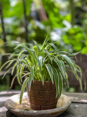 Spider plant (Chlorophytum comosum) in a stone pot, One of the most easiest indoor plants to grow.