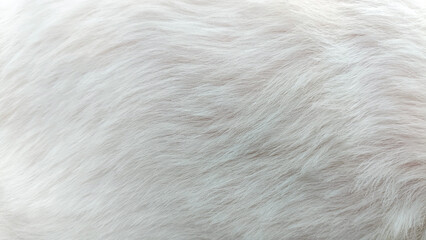clean white dog fur texture beautiful abstract background