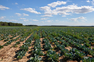 Fototapeta na wymiar An agricultural field where white cabbage is grown