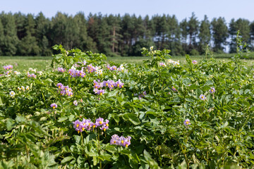 Green potato bushes in the field