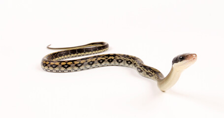 Naklejka premium Taiwan Beauty Snake // Taiwan-Schönnatter (Elaphe taeniura friesi)