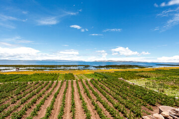 Fototapeta na wymiar View at the fields and coast of Lake Titicaca, Puno, boarder Peru and Bolivia, South America