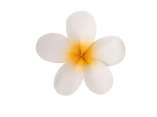 Paper tiare flower isolated png