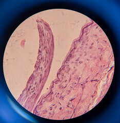 photo of tissue under the microscope